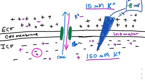 14 Equilibrium Potential For K Youtube