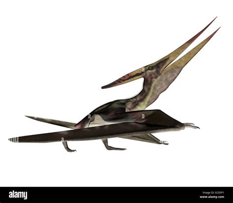 Pteranodon Walking In White Background 3d Render Stock Photo Alamy