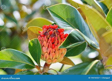 Magnolia tree seeds stock image. Image of fresh, blossoming - 194742527