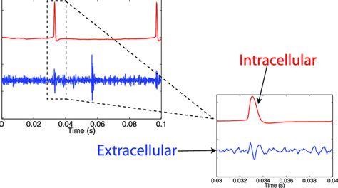 Example Of Simultaneous Intracellular And Extracellular Recordings From Download Scientific