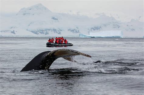 Antarctica: where to find the best wildlife encounters | World Ex