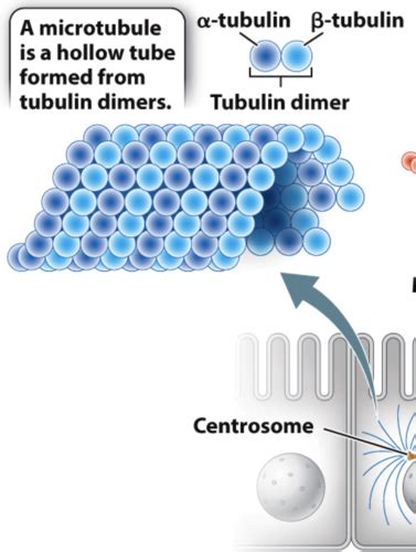 Cell Junctions Flashcards | Quizlet