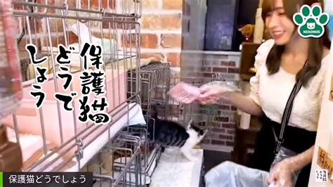 深夜に保護猫どうでしょう！特別保護室のお掃除（リハビリ猫、緊急保護、老猫） Youtube