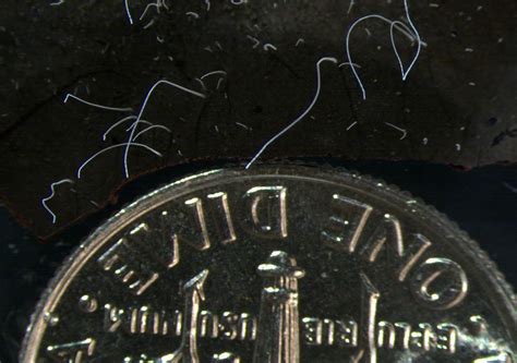 Descoberta bactéria tão grande que pode ser vista a olho nu