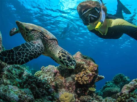 Snorkeling in Hanauma Bay: Things You Need to Know - Hawaii Travel Guide