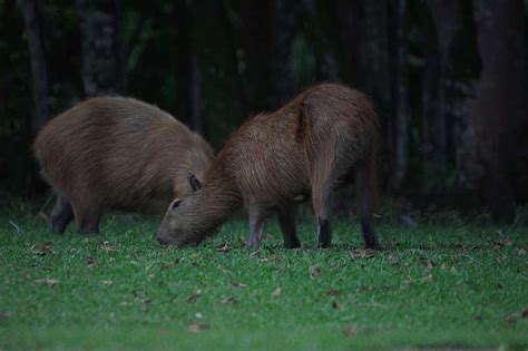 Animals Native To Florida / Animals Of The Florida Everglades Worldatlas - Our official state ...