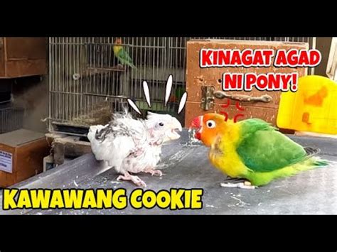 TINURUAN KONG MAG LAKAD ANG BABY COCKATIEL KO YouTube