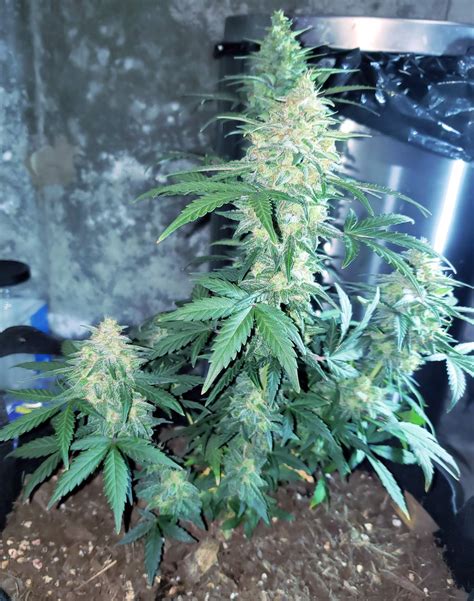 Ilgm Bubble Gum Autoflower Grow Diary Journal Harvest By Jerry