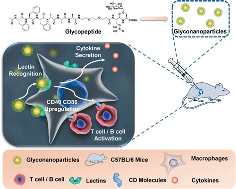 Selfassembling Glycopeptide Conjugate As A Versatile Platform For