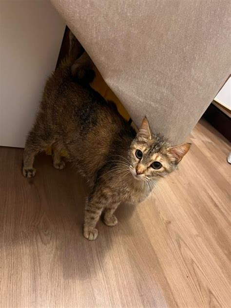 Canela Gato Adoptado En Novelda Alicante Bamb Difunde