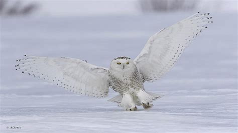 Snowy Owl Flying Wallpaper