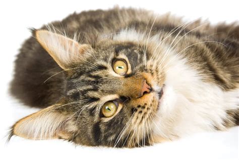 Brown Tabby Maine Coon Kitten On White Background Stock Image Image Of Kitty Active 10338831