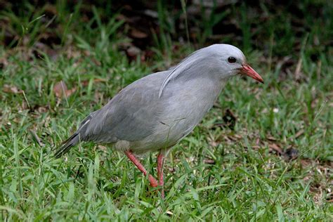 Birding New Caledonia - World Bird Traveler