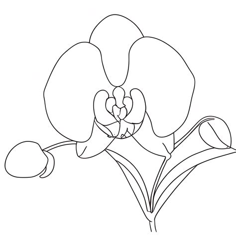 Disegno Di Orchidea Da Colorare Creative Fabrica