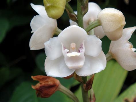 Caracter Sticas Da Orqu Dea Pombinha Da Paz Peristeria Elata