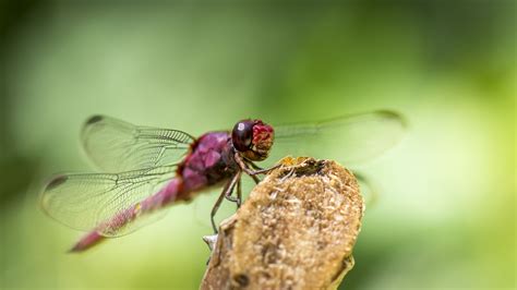 Download Wallpaper 3840x2160 Dragonfly Insect Wings 4k Uhd 169 Hd