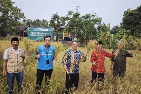 PLN Indonesia Power Pupuk Organik Dari FABA Tingkatkan Panen Padi