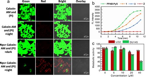 The Live And Dead Cell Staining Observations A Clsm Images Of Hela