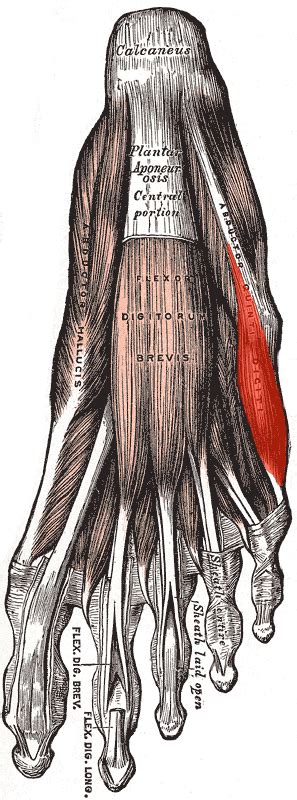 Abductor Digiti Minimi Foot Physiopedia