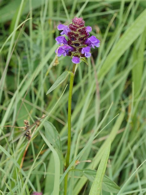 Prunella Vulgaris Gew Hnliche Braunelle Prunella Vulgaris Flickr