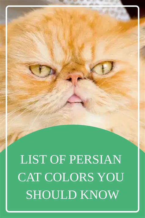 List Of Persian Cat Colors You Should Know | Persian cat, Persian ...