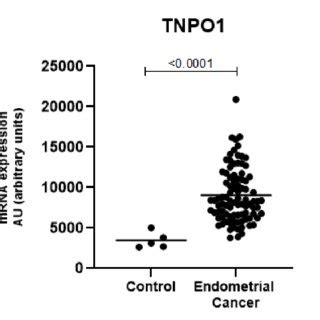 SPDYE2 Is Expressed At Significantly Lower Levels In The Endometrial