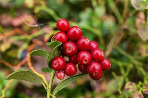 Sembrar y cultivar Arándanos rojos de manera orgánica Tecnicas y