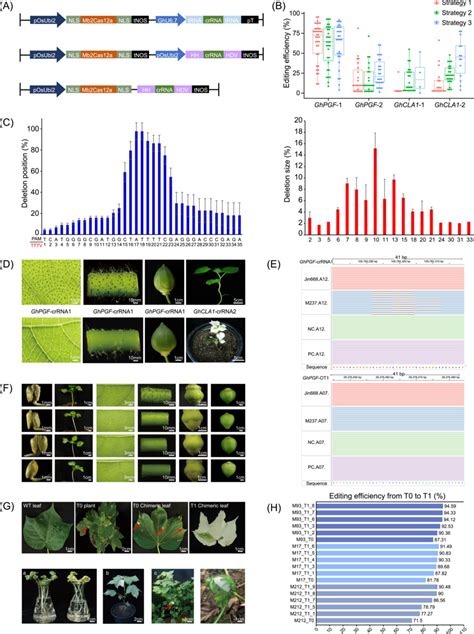 Development Of High Efficiency CRISPR Mb2Cas12a System In Cotton A A