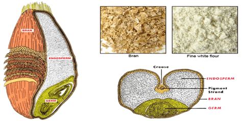 PMG Engineering | Article | Wheat Milling Process