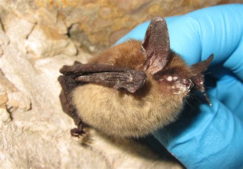 “Endangered” Classification for Northern Long-Eared Bat