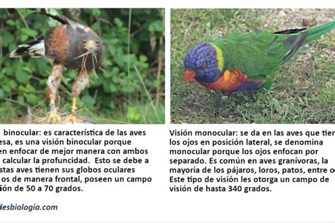 Autocomplacencia ayer lb información sobre las aves Exceder