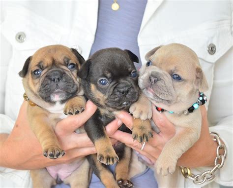 All About French Bulldog Puppy Care: The Important First Months ...