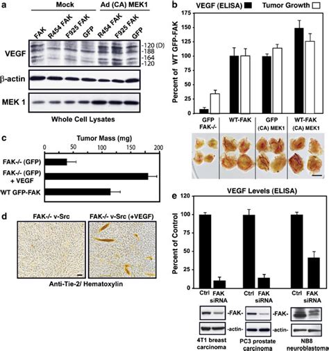 Activated Mek Rescues Vegf Production And Exogenous Vegf Addition