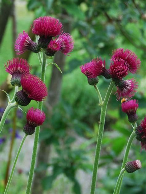 Cirsium Rivulare Atropurpureum Plume Thistle World Of Flowering