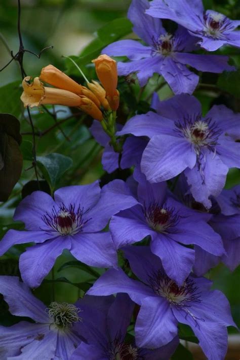 How To Grow Clematis In Containers Artofit