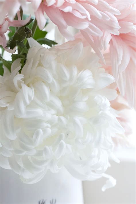 How To Grow Chrysanthemums