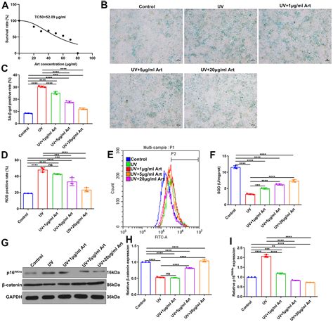 Artesunate Treatment Ameliorates Ultraviolet Irradiation Driven Skin Photoaging Via Increasing β