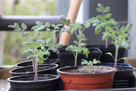 Tomaten Pikieren Wann Und Wie Anleitung In Schritten Tomaten De