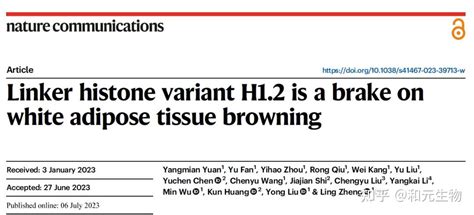 Nat Commun 武汉大学郑凌团队发现脂肪褐变新靶点 知乎