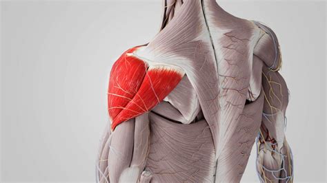 Musculus Deltoideus Dorsale Ansicht Doccheck