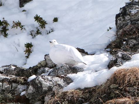 Alpine animals and birds