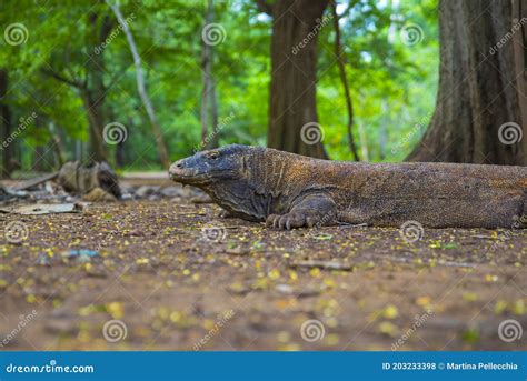 Komodo Dragon The Largest Lizard In The World Walks On The Ground It