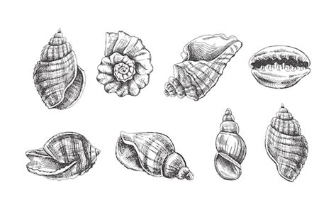 Premium Vector | Seashells ammonite vector set Hand drawn sketch illustration Collection of ...