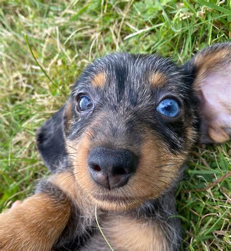 Chiots Saida Et Popov Les Petite Pattes D Aurel