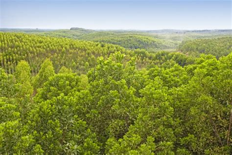 Le hub des solutions climat Produire du papier sans déforestation