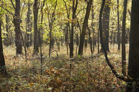 Marais Des Cygnes National Wildlife Refuge Kansas Volunteer