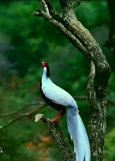 Pin By Goroku On Video Beautiful Birds Most Beautiful Birds