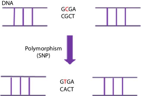 A Single Nucleotide Dna Polymorphism Snp Is Defined As A Single Dna Download Scientific