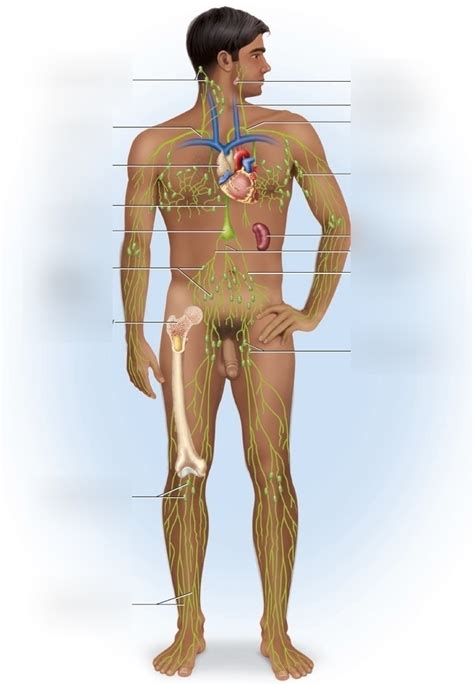 Lymphatic System Anatomy Diagram Quizlet