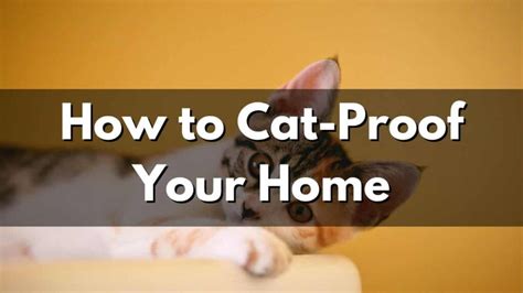 How To Cat Proof Your Home Pets Dimension